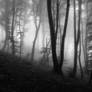 Fragile Dreams