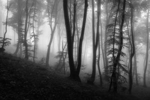Fragile Dreams