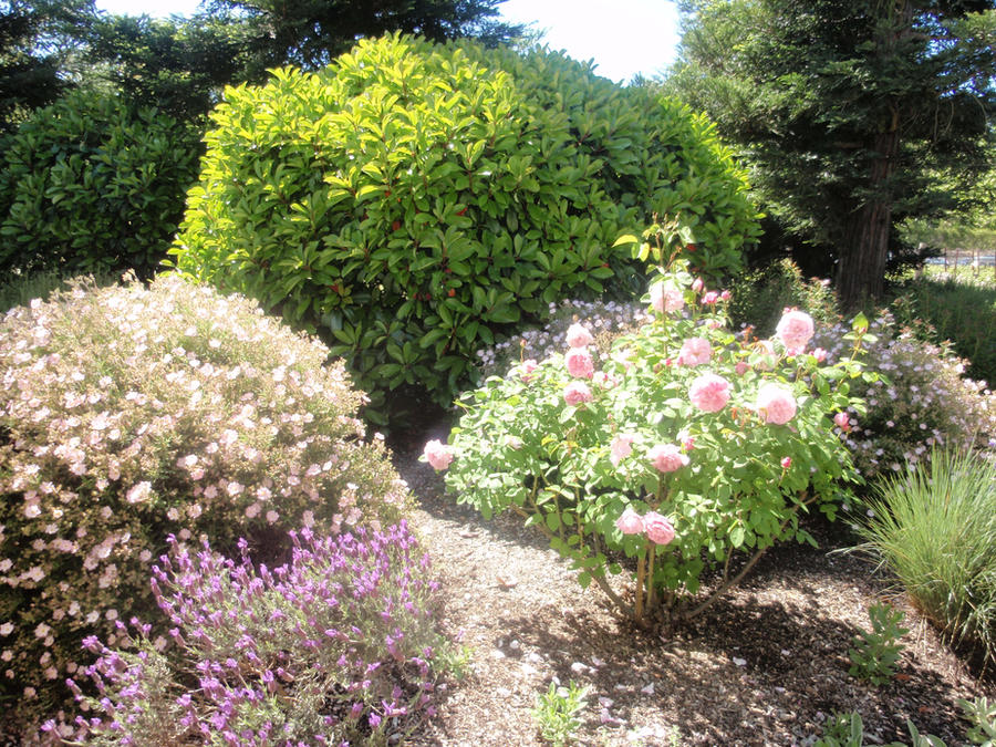 A Random Bush Random Bushes by Rmbrules on DeviantArt