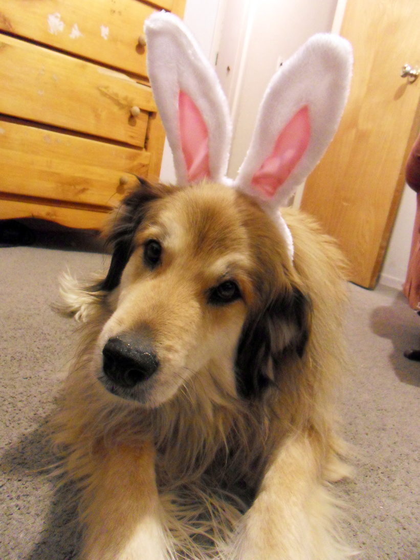 Easter Doggie