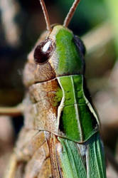 Locust up close