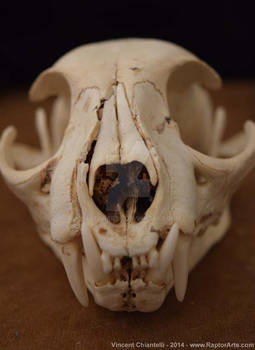 Bobcat Skull