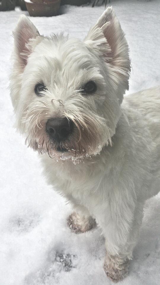 Scamp in the Snow