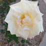 white yellow tinted rose