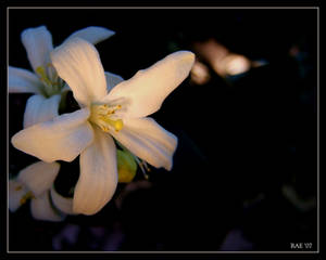 Fairy Lights on Jasmine