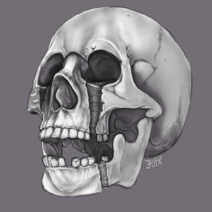 skull