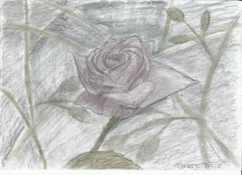 Purple Rose