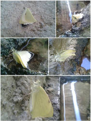 Flutur (Butterfly)