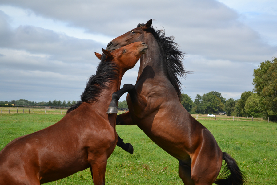 Horse fighting - 2