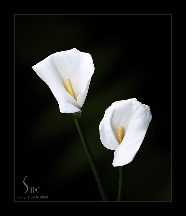 Calla