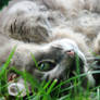 Grassy Kitty