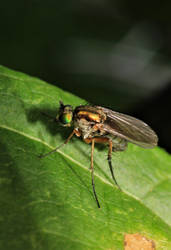 Fly on a leaf enjoying its life.