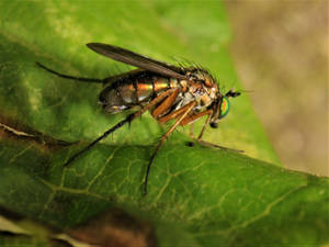 Fly on a leaf enjoying its life.