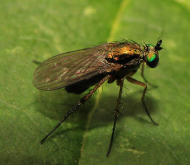 Fly on a leaf enjoying its life.