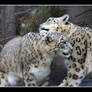 2 Snow Leopards