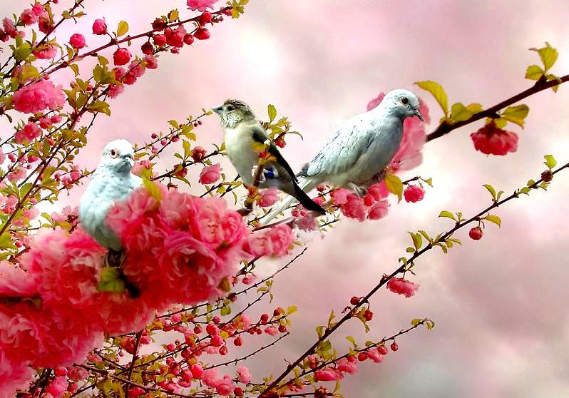Весенний день птиц. Весеннее настроение. Весенние птички. Цветы и птицы.
