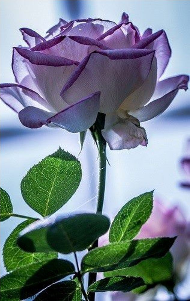 Mooi Roses Mooie Roos by Erika45 on DeviantArt