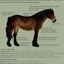 The Norwegian Mountainer breed sheet || OUTDATED