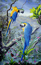 Macaws