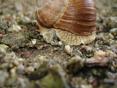 Snail