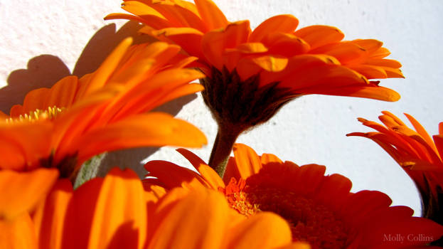 Orange Flowers