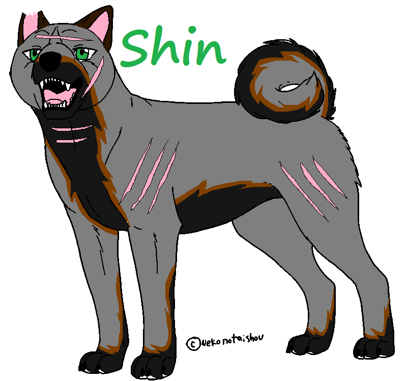 Shin