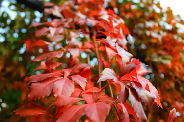 Red Leaves of the Vine