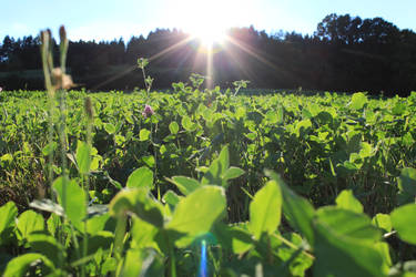 Sun at a field