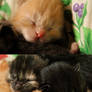 Baby cats2