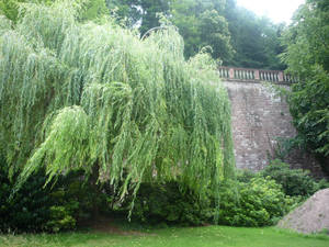 Weeping Willow