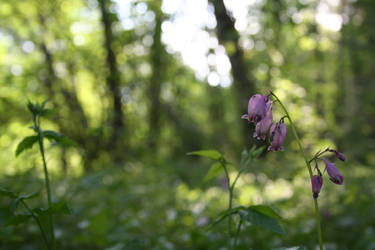 Bleeding Hearts