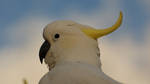 Sulphur Crested Cockatoo by MoleyVyrus