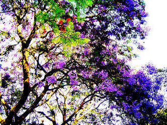 Jacarandas em flor