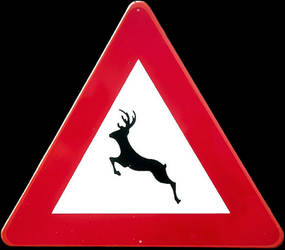 deer crossing