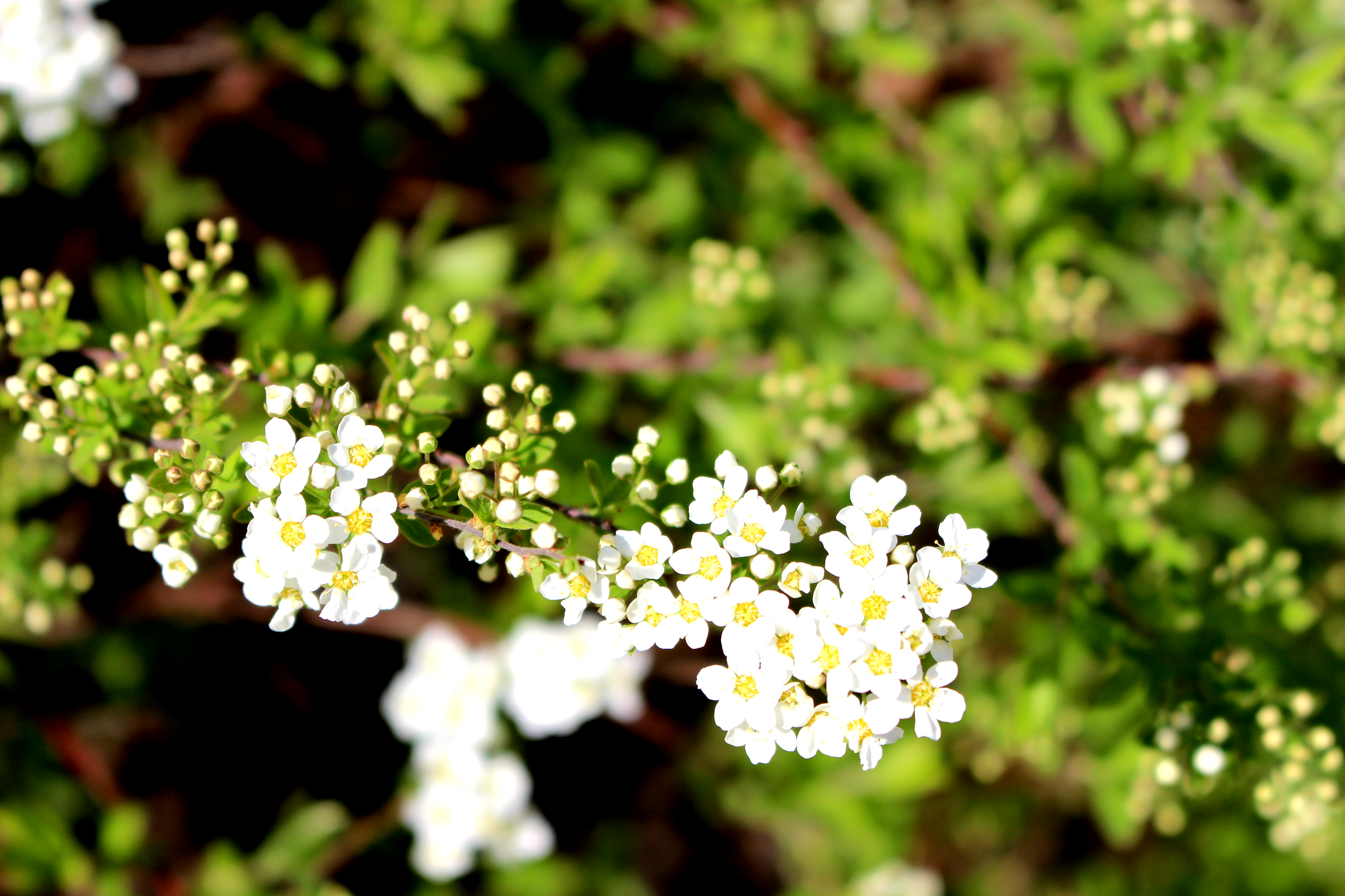 Late spring