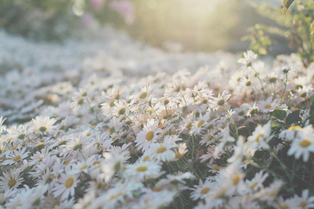 Flower bed