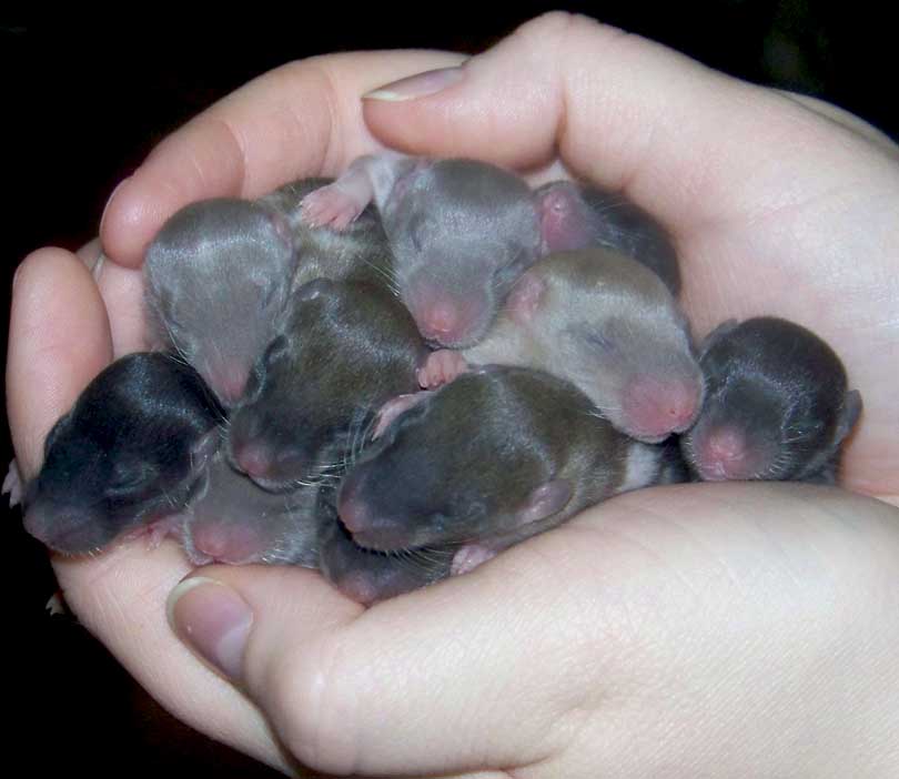 Ten Babies sitting in a row