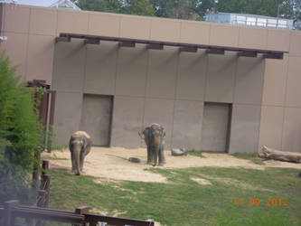 Elephants