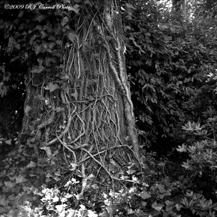 Funky Roots by rjcarroll on DeviantArt