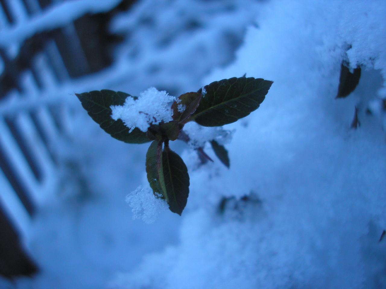 Snowy leaves