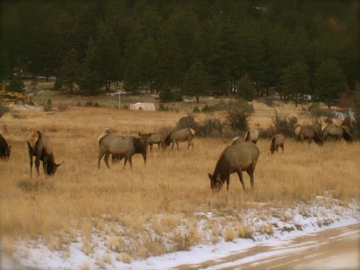 Elk in Colorado