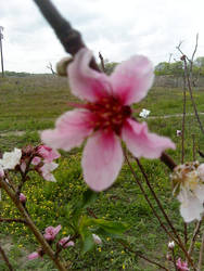 plum blossum