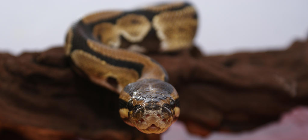 royal python - the world of fish and pets Images High... Royal Python by Golgarth on DeviantArt