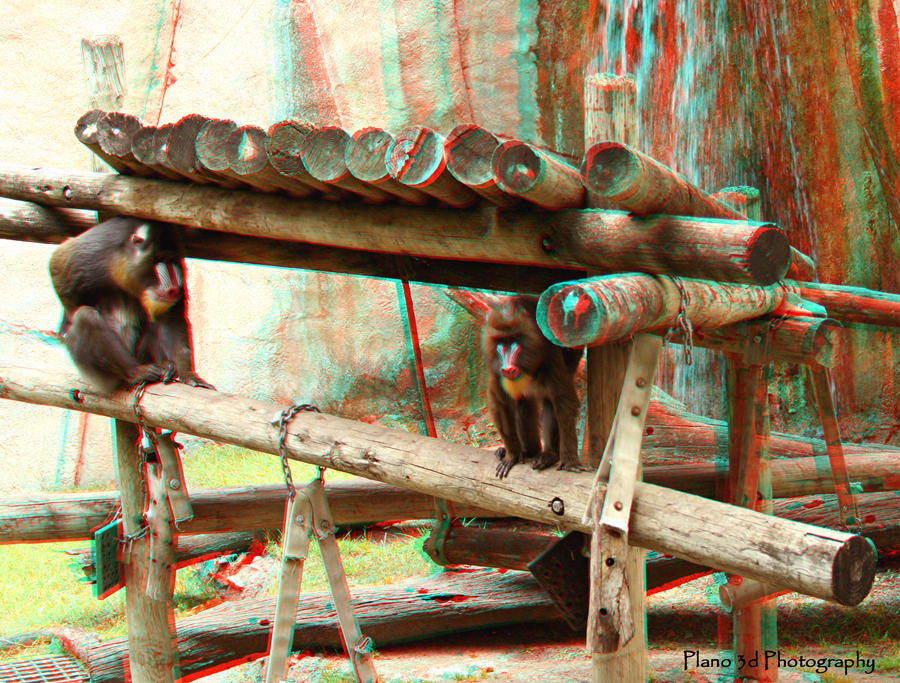 Ft Worth Zoo Baboon - Anaglyph