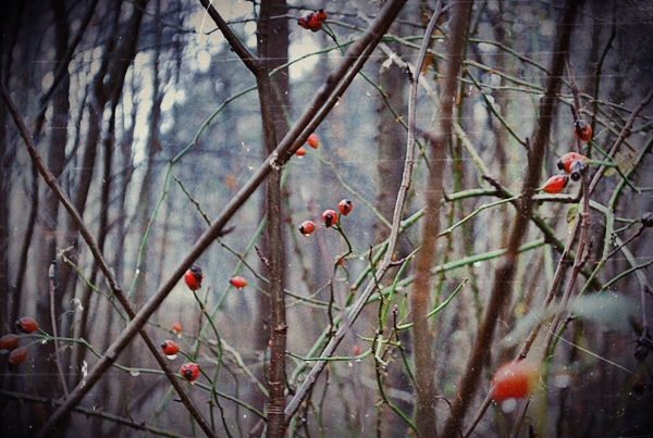 berries