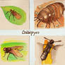 Paper pyrography bugs 6