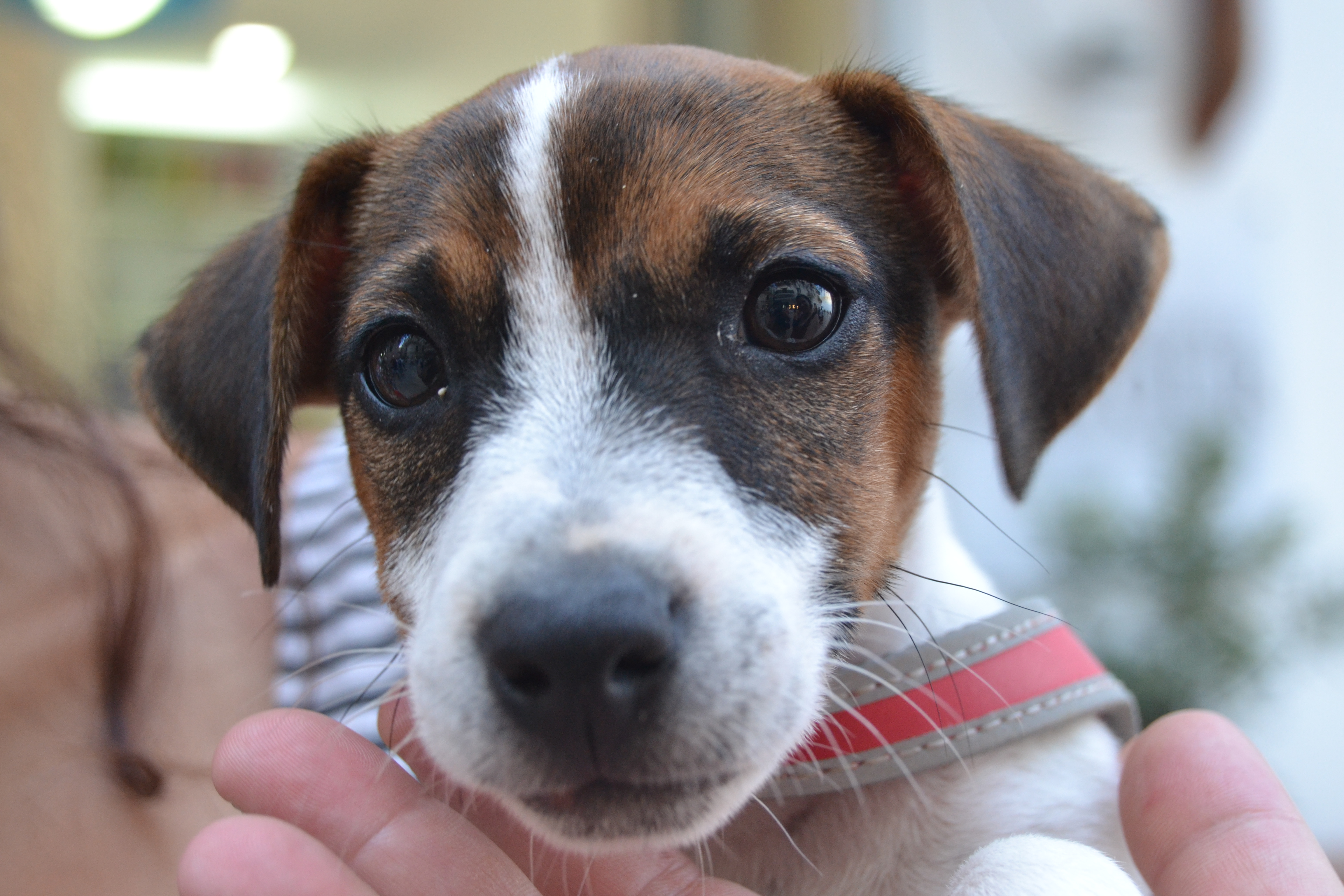 Jack Russel Terrier Puppy