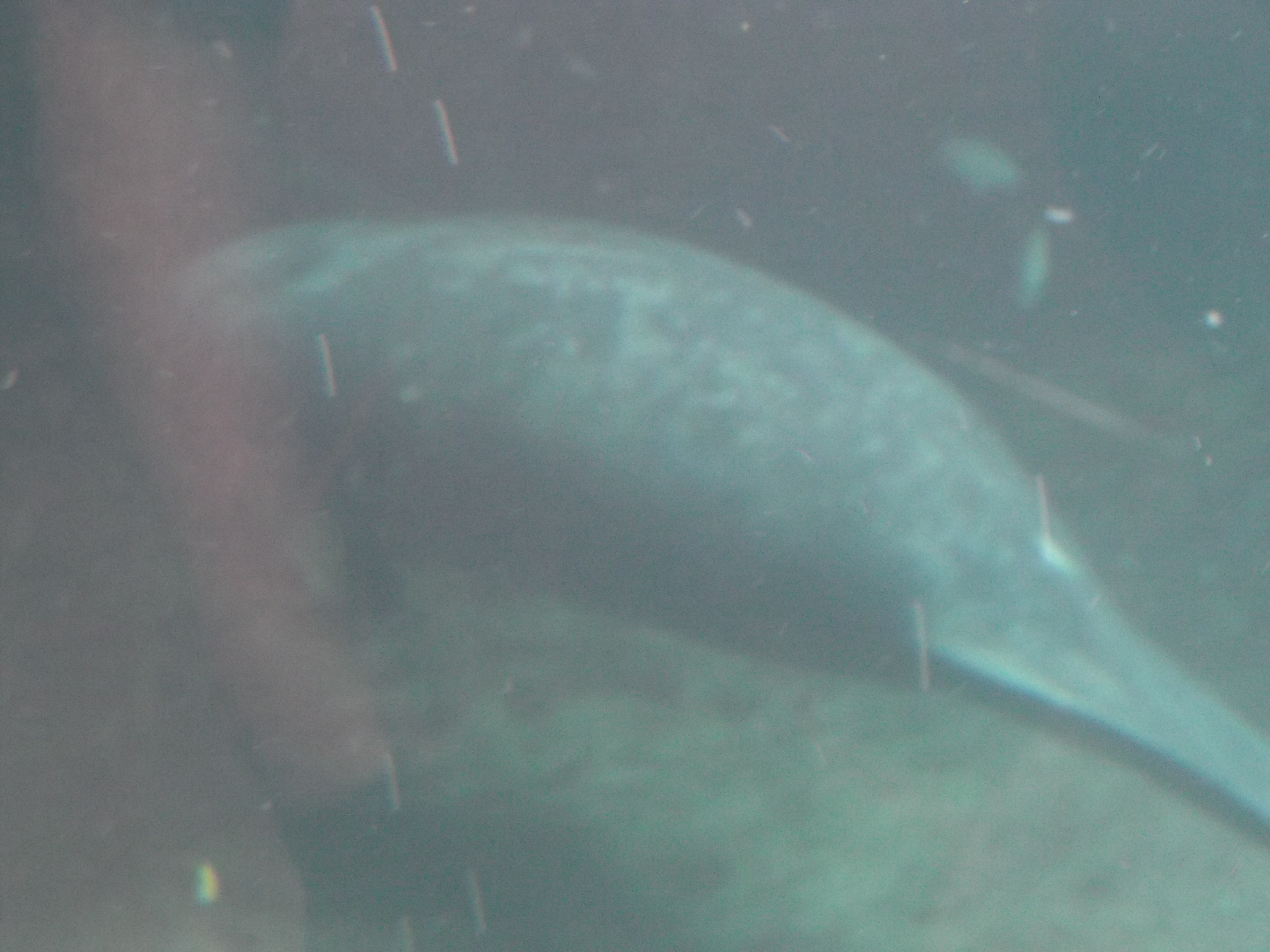 Manatee