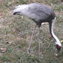 White Crowned Crane