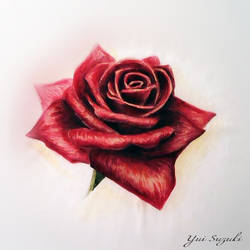 Water color - red rose